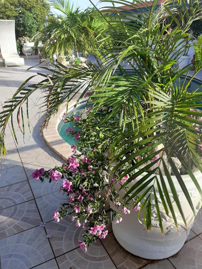 Palmita Hotel Hostel Ораньестад Экстерьер фото